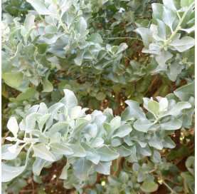 Atriplex halimus- viveros gonzalez. natural garden
