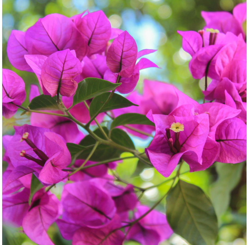 Bouganvillea copa. Standard bougainvillea. Viveros González, Garden centre. Marbella. Natural decor centre.