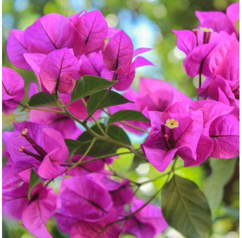 Bouganvillea copa. Standard bougainvillea. Viveros González, Garden centre. Marbella. Natural decor centre.