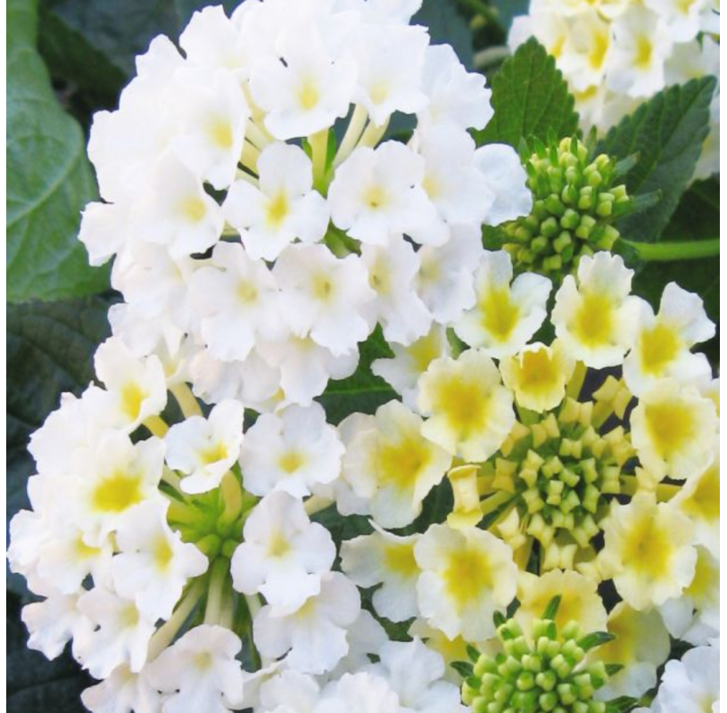 copy of Lantana camara...