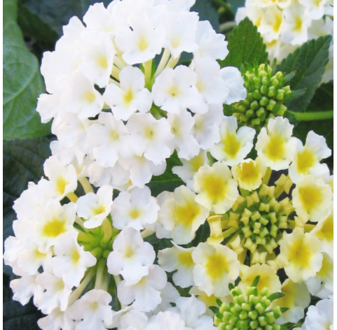 Lantana camara - Blanca. Viveros González. Natural Garden Centre Marbella