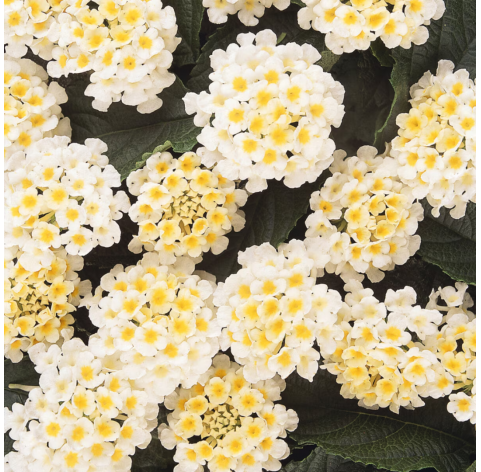 Lantana camara - Blanca. Viveros González. Natural Garden Centre Marbella