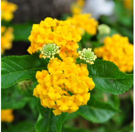 Lantana camara - Amarilla. Viveros González. Natural Garden Centre Marbella