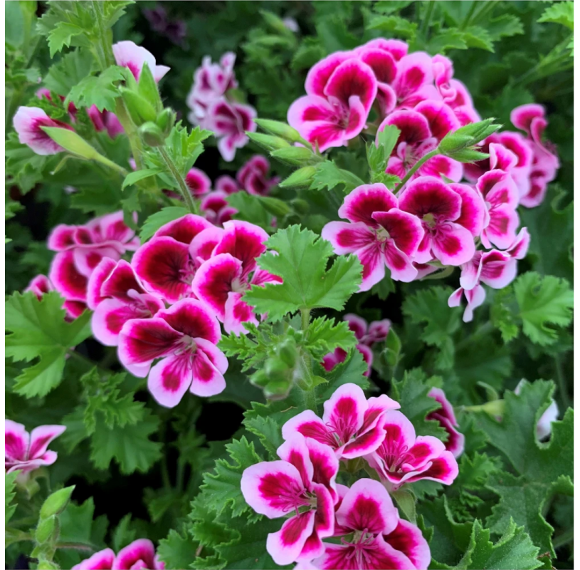 Pelargonium crispum enano.
