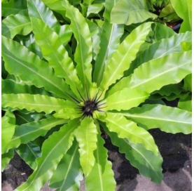 Asplenium (helecho nido de ave). Viveros González. Natural Garden Centre Marbella