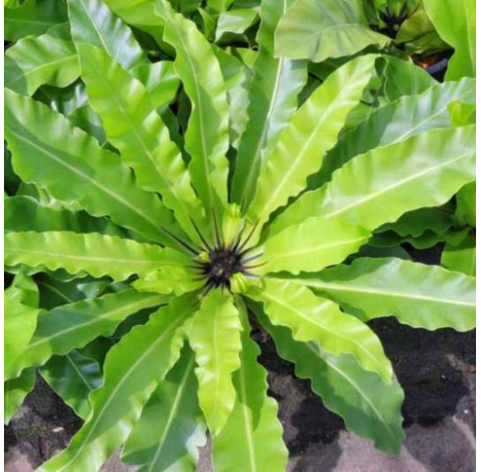 Asplenium (helecho nido de ave). Viveros González. Natural Garden Centre Marbella