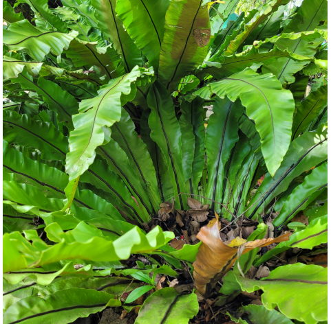 Asplenium (helecho nido de ave). Viveros González. Natural Garden Centre Marbella