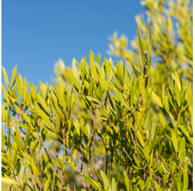 PHILLYREA ANGUSTIFOLIA