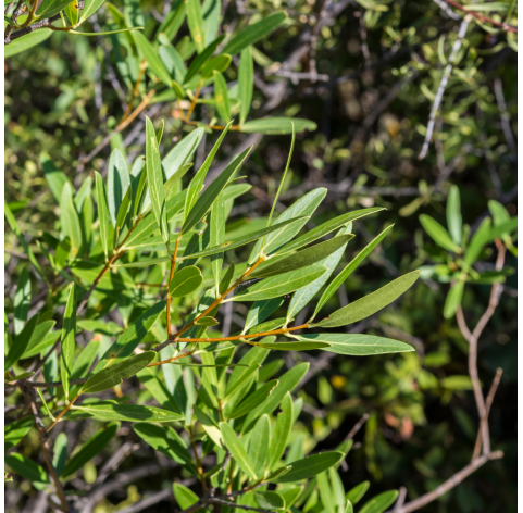 Phillyrea angustifolia - Viveros González - Natural Garden Centre Marbella