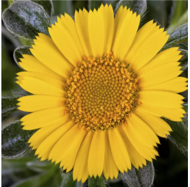 Asteriscus maritimus ‘Gold...