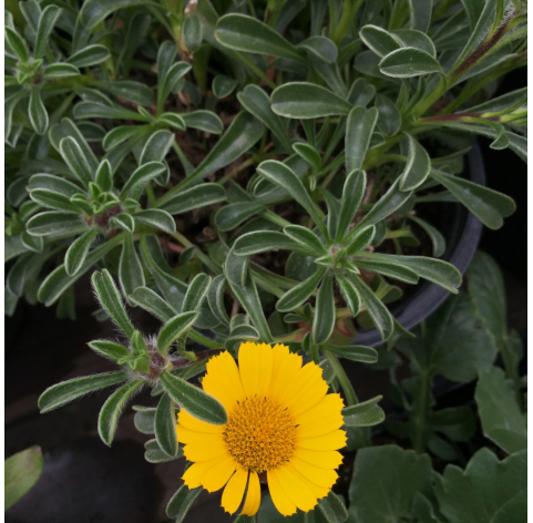 Asteriscus maritimus ‘Gold Dollar’ . Viveros gonzález. natural garden centre marbella