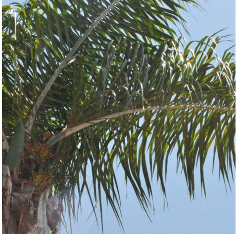 Syagrus romanzoffiana. Coco tree. Cocotero. Viveros González. Natural decor centre. Garden centre. Marbella