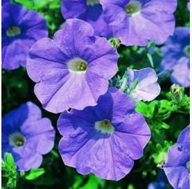surfinia-petunia atkinsiana