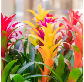 bromelia mix. Viveros González. Natural Garden Centre Marbella
