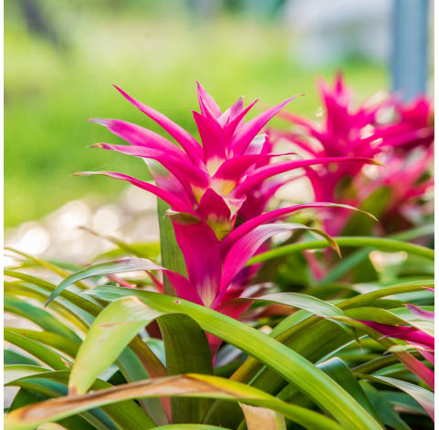 bromelia mix. Viveros González. Natural Garden Centre Marbella