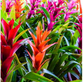 bromelia mix. Viveros González. Natural Garden Centre Marbella