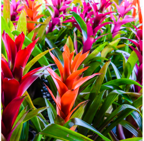 bromelia mix. Viveros González. Natural Garden Centre Marbella