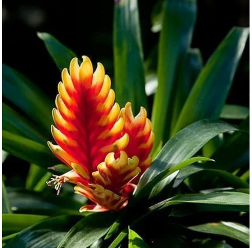 bromelia Vriesea. Viveros González. Natural Garden Centre Marbella