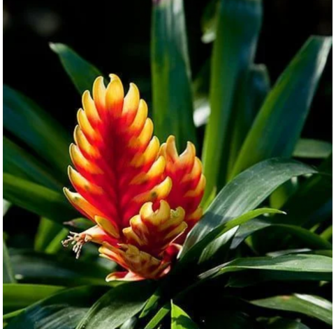 bromelia Vriesea. Viveros González. Natural Garden Centre Marbella