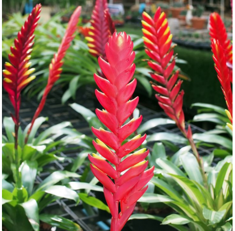 bromelia Vriesea. Viveros González. Natural Garden Centre Marbella