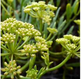 Crithmum maritimum (Sea...