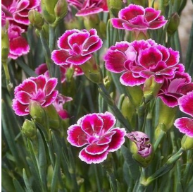 CLAVEL CARNELIA