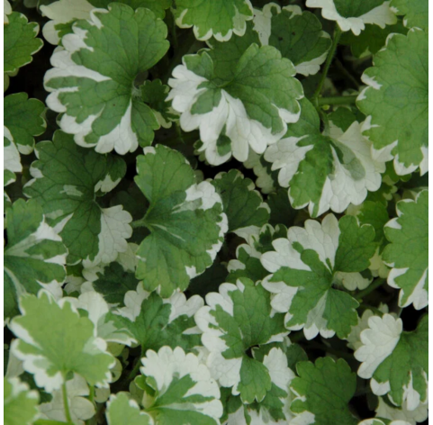 Glechoma hederacea 'Variegata' (GLECHOMA MATIZADO). Viveros González. Natural Garden Centre Marbella