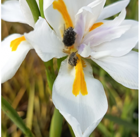 Dietes grandiflora. Fairy iris. Viveros González. Marbella. Garden centre.