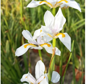 Dietes grandiflora. Fairy iris. Viveros González. Marbella. Garden centre.