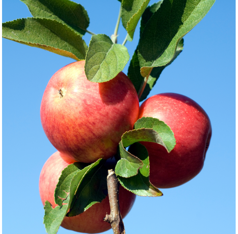 Manzano – Malus domestica