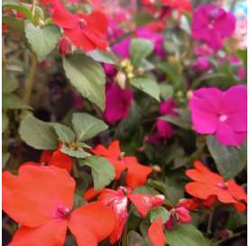 Impatiens walleriana. Viveros González. Natural decor garden. Garden centre Marbella