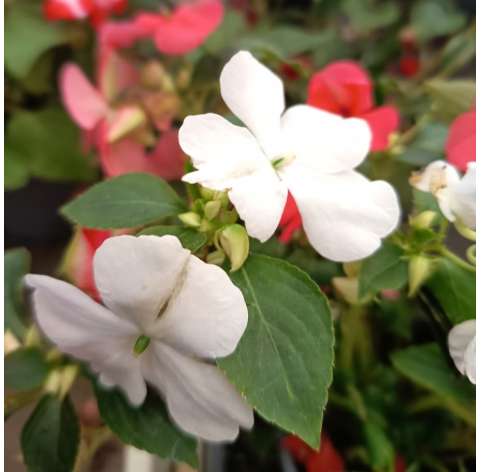 Impatiens walleriana. Viveros González. Natural decor garden. Garden centre Marbella
