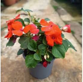 Impatiens walleriana. Viveros González. Natural decor garden. Garden centre Marbella