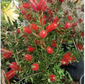 Callistemon laevis. Viveros González. Natural decor garden. Garden centre. Marbella