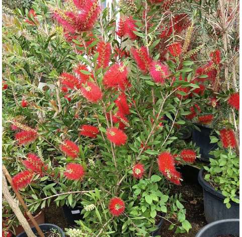 Callistemon laevis. Viveros González. Natural decor garden. Garden centre. Marbella