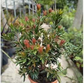 Callistemon red rocket. Viveros González. Garden decor centre. Viveros González. Marbella.