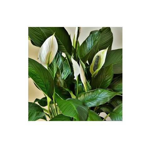 Spathiphyllum - Cuna de Moisés. Viveros González. Natural decor centre. Garden centre. Marbella