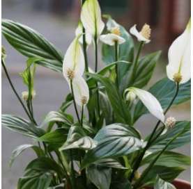 Spathiphyllum - Cuna de Moisés. Viveros González. Natural decor centre. Garden centre. Marbella