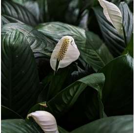 Spathiphyllum - Cuna de Moisés. Viveros González. Natural decor centre. Garden centre. Marbella