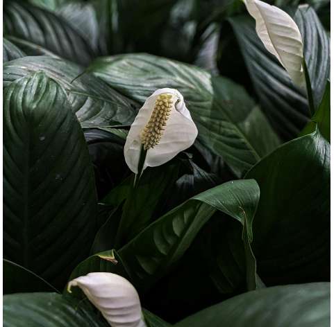 Spathiphyllum - Cuna de Moisés. Viveros González. Natural decor centre. Garden centre. Marbella