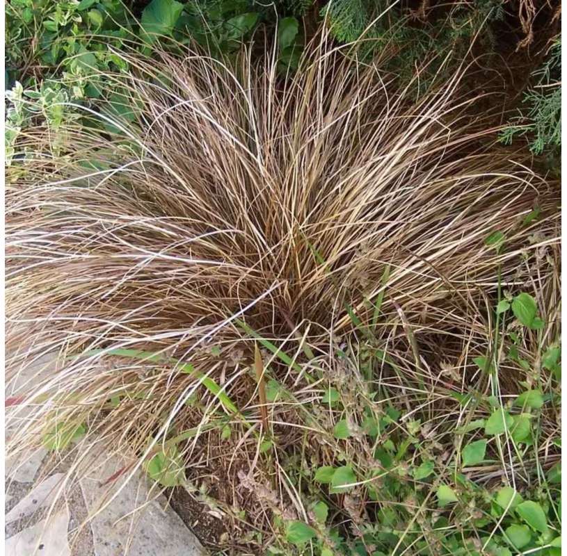 Carex comans ‘Buchananii’ / Carex buchananii - viveros González. Garden centre. Marbella. Natural decor centre