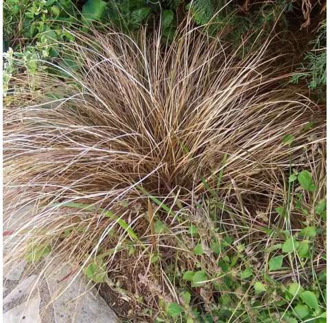 Carex comans ‘Buchananii’ / Carex buchananii - viveros González. Garden centre. Marbella. Natural decor centre