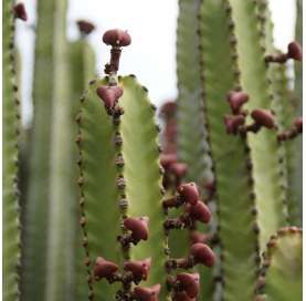 Euphorbia ingens. Viveros González. Garden centre Marbella. Natural decor centre