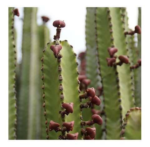 Euphorbia ingens. Viveros González. Garden centre Marbella. Natural decor centre