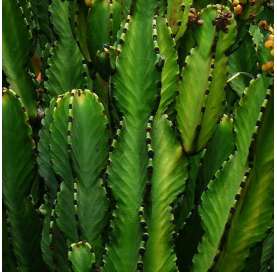 Euphorbia ingens. Viveros González. Garden centre Marbella. Natural decor centre