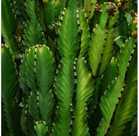 Euphorbia ingens. Viveros González. Garden centre Marbella. Natural decor centre