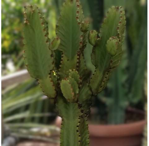 Euphorbia ingens. Viveros González. Garden centre Marbella. Natural decor centre