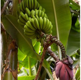 Musa acuminiata (Platanera canaria) - Viveros González - Garden centre Marbella. Natural decor centre.