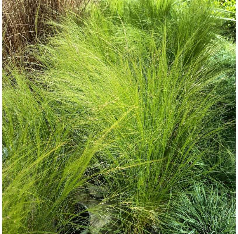 Hierba pluma - Stipa . Viveros González Natural Decor Centre Marbella. Garden centre. Marbella.