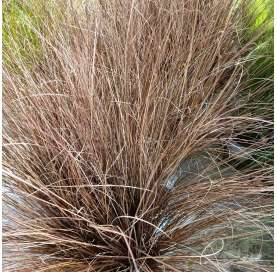 Carex comans ‘Buchananii’ / Carex buchananii - viveros González. Garden centre. Marbella. Natural decor centre
